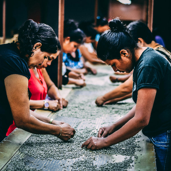 Photo by <a href="https://unsplash.com/@imaxpanama?utm_source=unsplash&utm_medium=referral&utm_content=creditCopyText">Max Panamá</a> on <a href="https://unsplash.com/photos/group-of-women-picking-beans-on-gray-table-Gt1A0jNzzbM?utm_source=unsplash&utm_medium=referral&utm_content=creditCopyText">Unsplash</a>
      