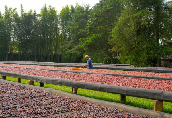 Person working with red berries on a large outdoor rack with trees in the background