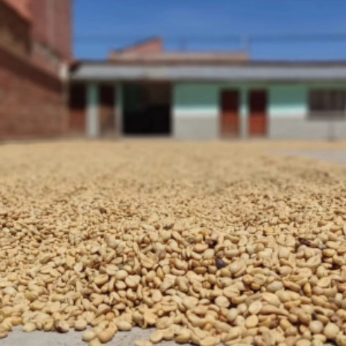 Roasted coffee beans with a blurred background of a building