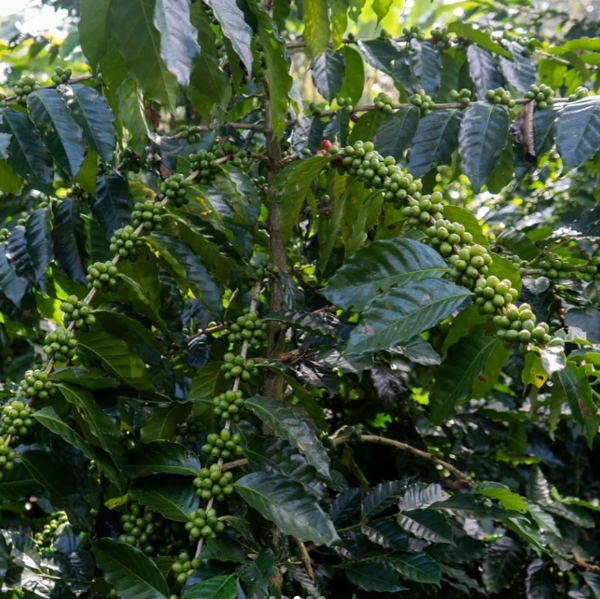 Coffee tree with green coffee beans and leaves