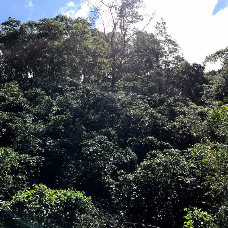 Tall trees with green leaves against a blue sky